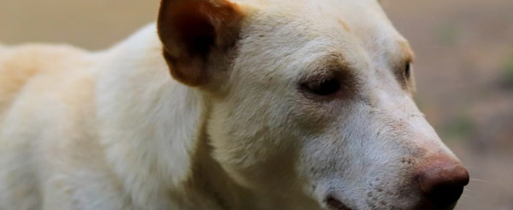 A detailed portrait of a white dog captured outdoors in natural light.