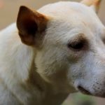 A detailed portrait of a white dog captured outdoors in natural light.